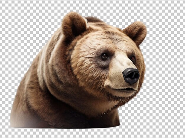 El oso png