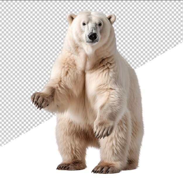 PSD el oso polar psd