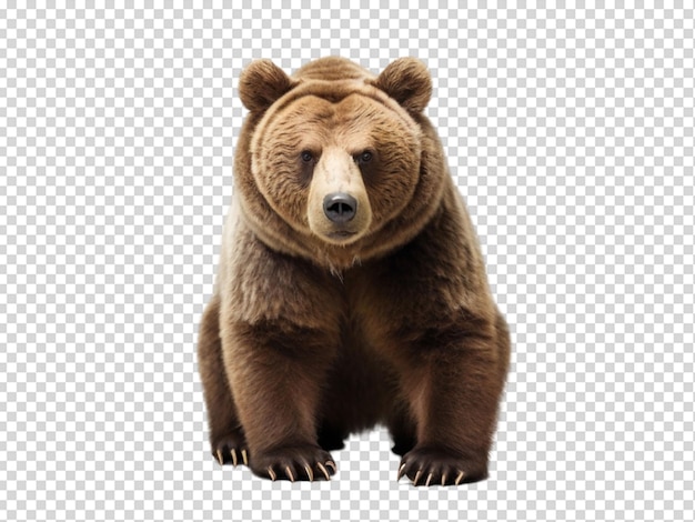 PSD el oso ruso png
