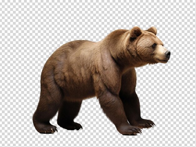 El oso ruso png