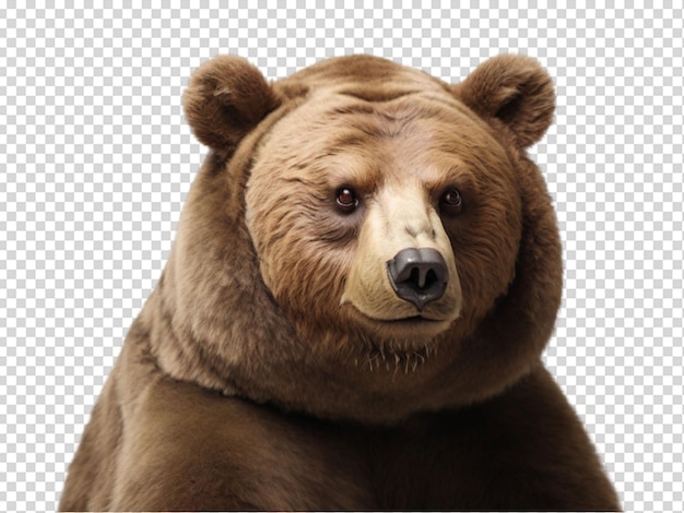 El oso ruso png