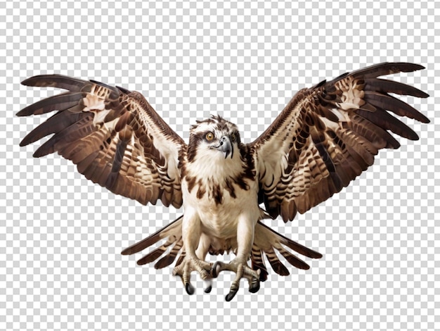 PSD osprey em fundo transparente