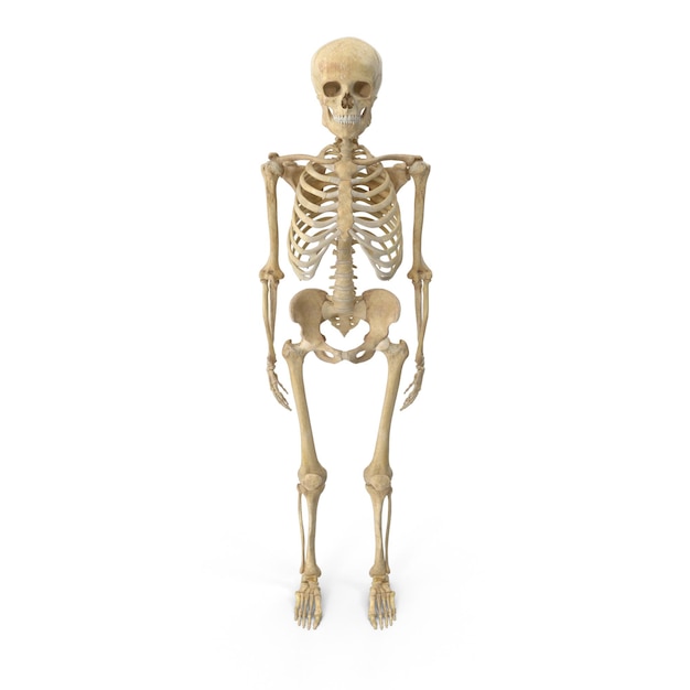 Ossa umane 3D realistiche Strutture ossee anatomiche di alta qualità Parti dello scheletro umano dettagliate
