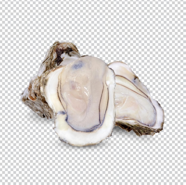 Ostrica isolata PSD Premium