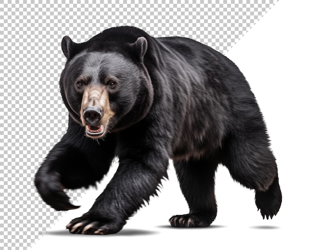 PSD ours noir effrayant en mouvement isolé à l'arrière-plan transparent