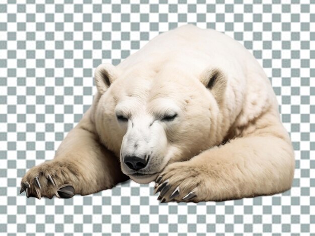 PSD l'ours polaire est l'ours kodiak ursinae.