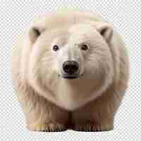 PSD un ours polaire avec un nez noir et un fond blanc