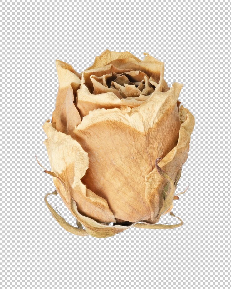 PSD outline of a dried rose isolated natural element