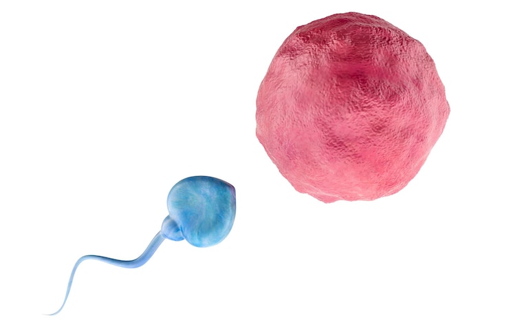 PSD óvulo de óvulo com renderização 3d de espermatozoides isolado em fundo transparente