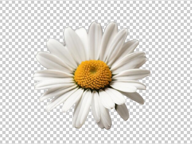 PSD oxeye-blumen auf durchsichtigem hintergrund