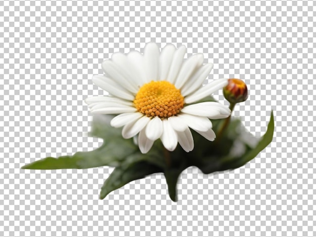 PSD oxeye-blumen auf durchsichtigem hintergrund