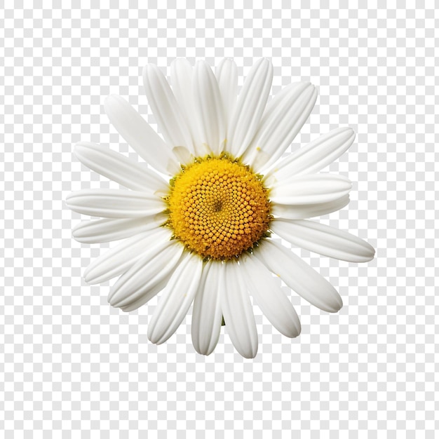 PSD oxeye daisy flor png isolado em fundo transparente