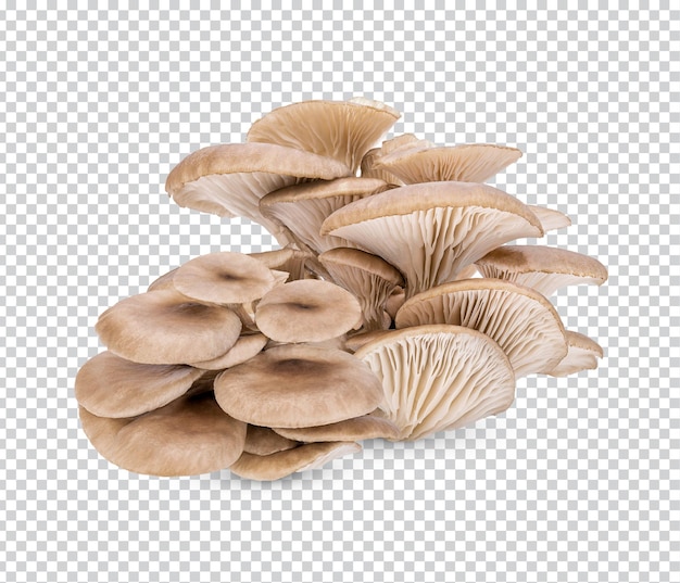 Oyster mushroom isolated Premium PSD