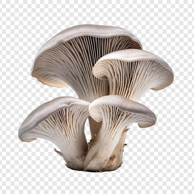 PSD oystre grise ou champignon indien isolé sur fond transparent