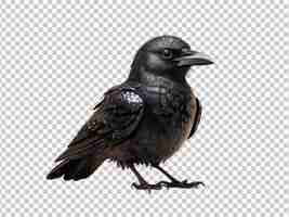 PSD p.s.d. d'un corbeau très mignon