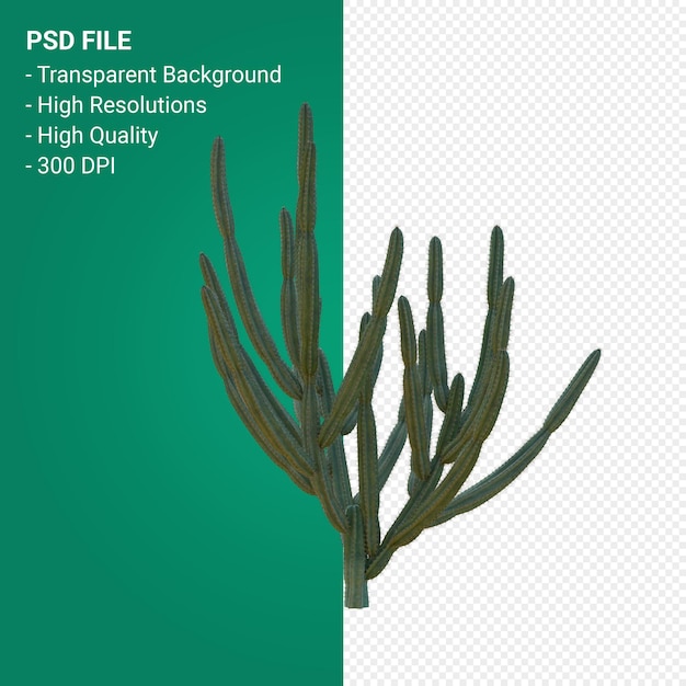 Pachycereus Schottii 3d render aislado