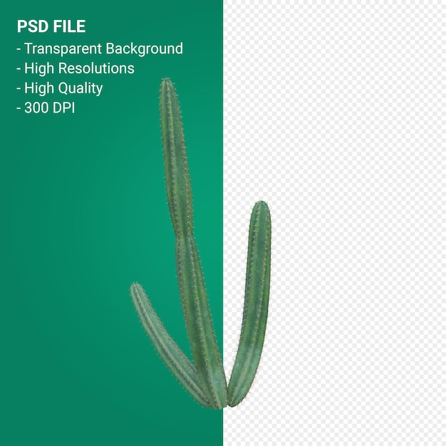 Pachycereus schottii 3d render isoliert