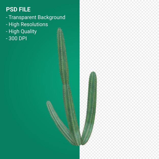 Pachycereus Schottii Rendu 3d Isolé