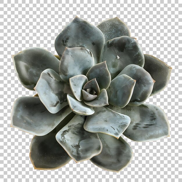 PSD pachyphytum png com fundo transparente