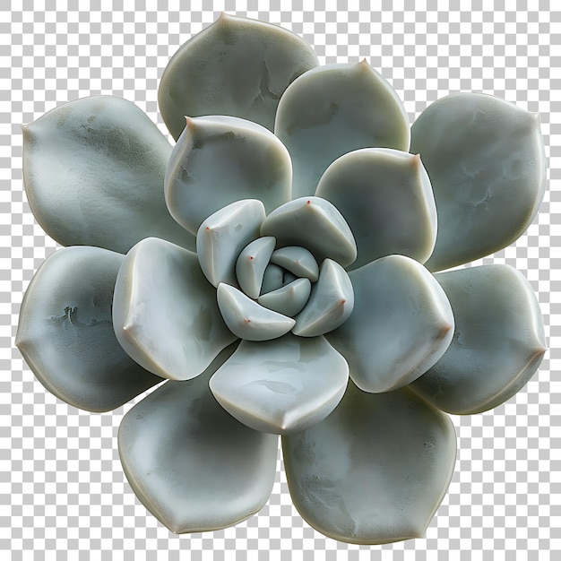 PSD pachyphytum png con fondo transparente