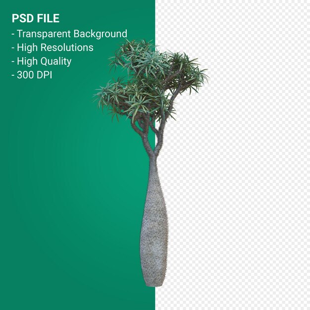 Pachypodium geayi 3d render isoliert