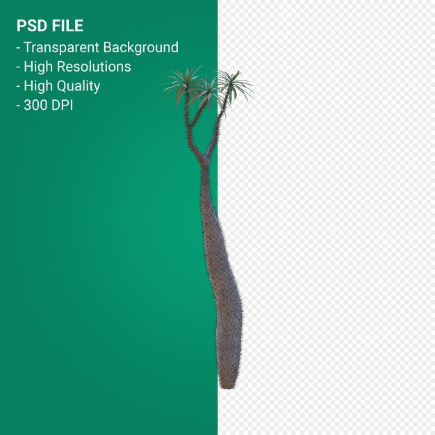 Pachypodium geayi render 3d aislado sobre fondo transparente