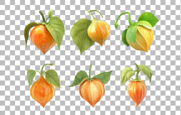 PSD packs de bayas de physalis con fondo transparente para contenidos relacionados con los alimentos diseños temáticos de frutas o gráficos botánicos