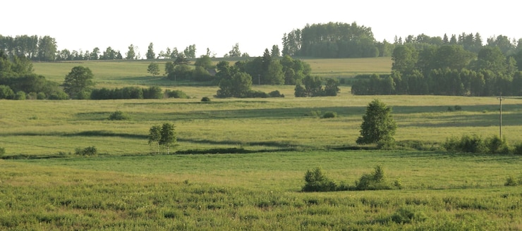 PSD paesaggi naturali di alberi e parchi con prati aperti e vedute rurali