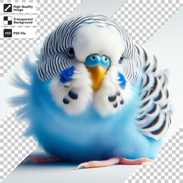 un pájaro azul y blanco con un pico negro y ojos azules