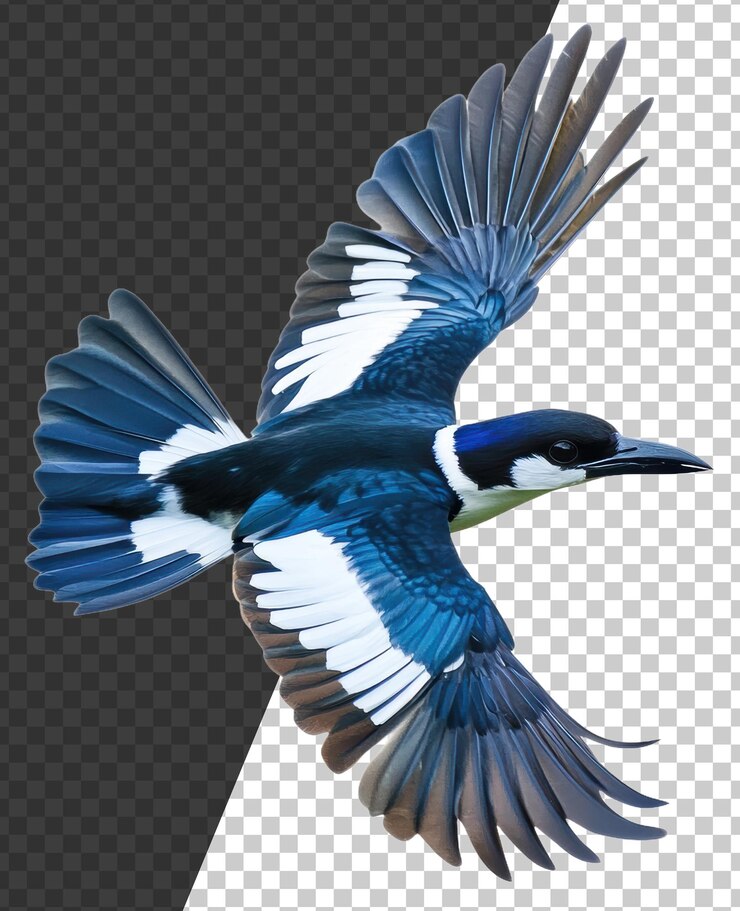 PSD un pájaro azul en pleno vuelo con plumas vibrantes cortadas en stock png