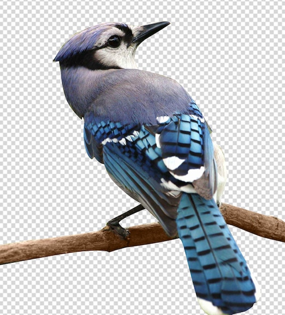 Pájaro azul en la rama de un árbol