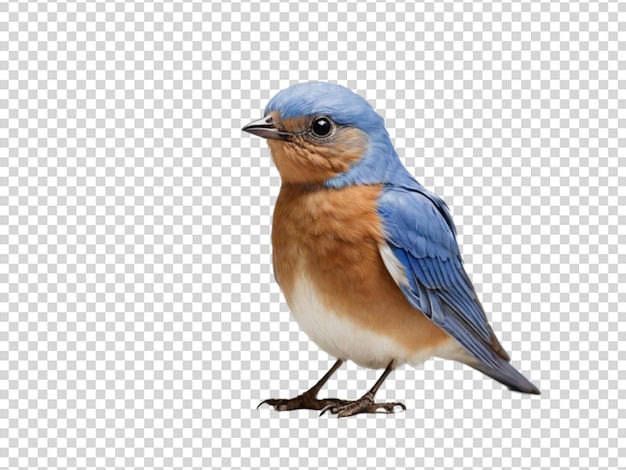 PSD un pájaro azul sobre un fondo transparente