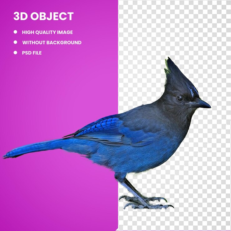 PSD pájaro azul stellers jay pájaro azul