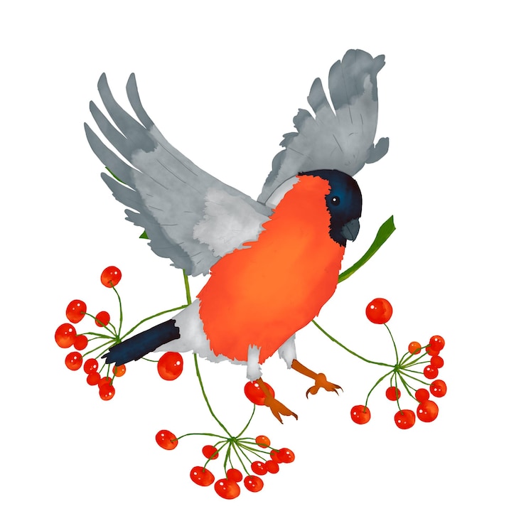 PSD pájaro bullfinch con bayas rojas navidad acuarela ilustración digital para impresión y web
