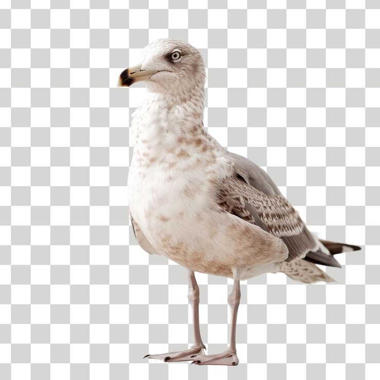 un pájaro con una cabeza blanca y un fondo negro con un fondo borroso