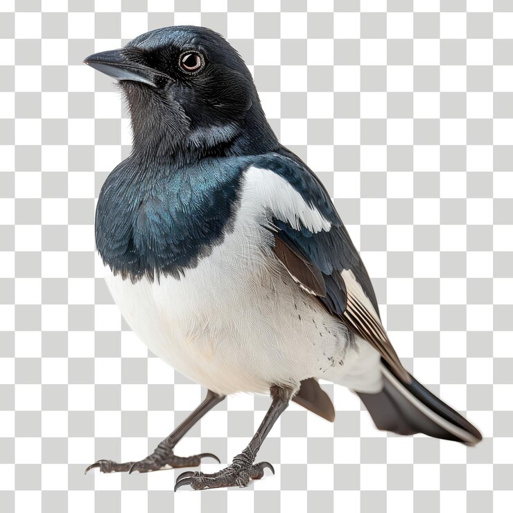 un pájaro con una cara azul y blanca y un fondo blanco con un fondo borroso