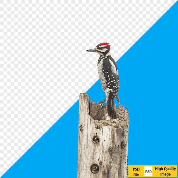 El pájaro carpintero en un tronco de árbol