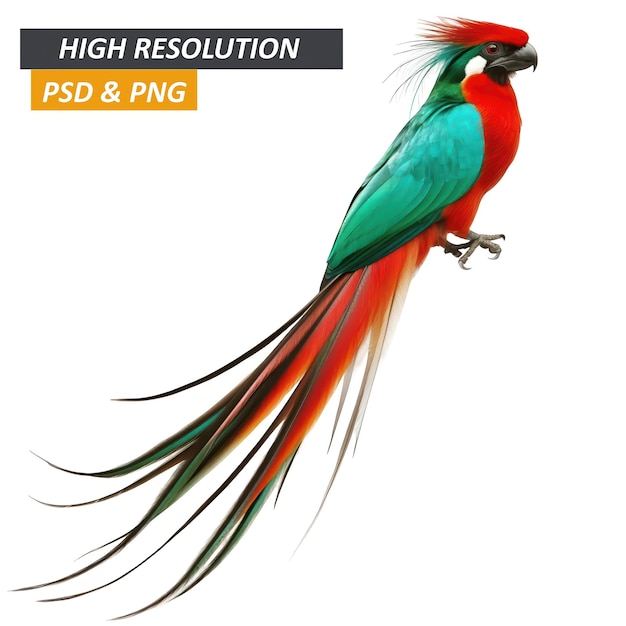 Un pájaro de colores con plumas de cola larga