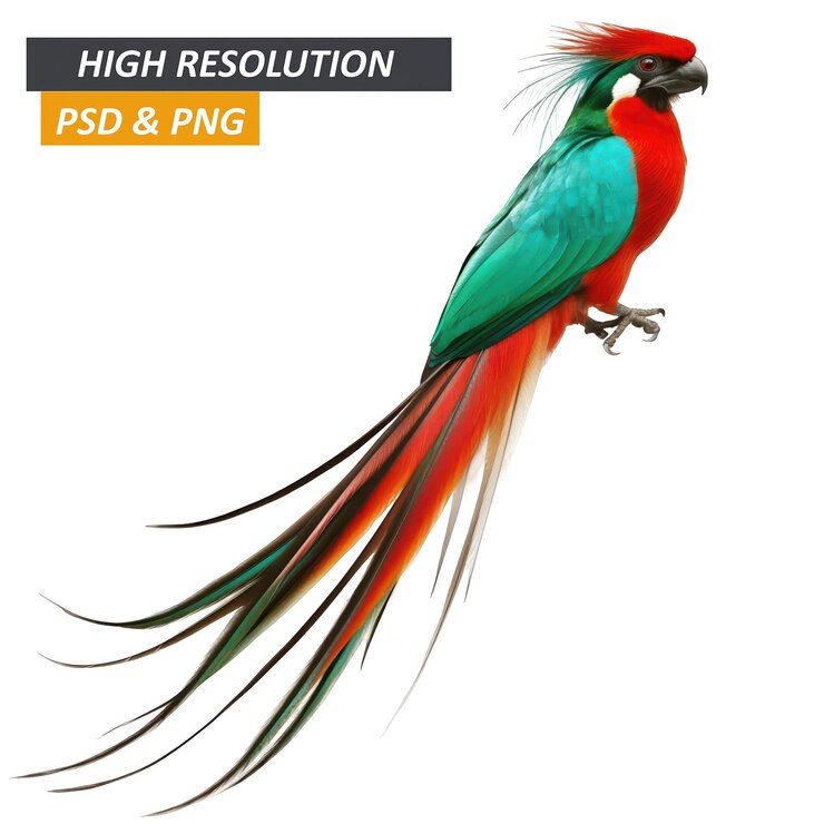 PSD un pájaro de colores con plumas de cola larga