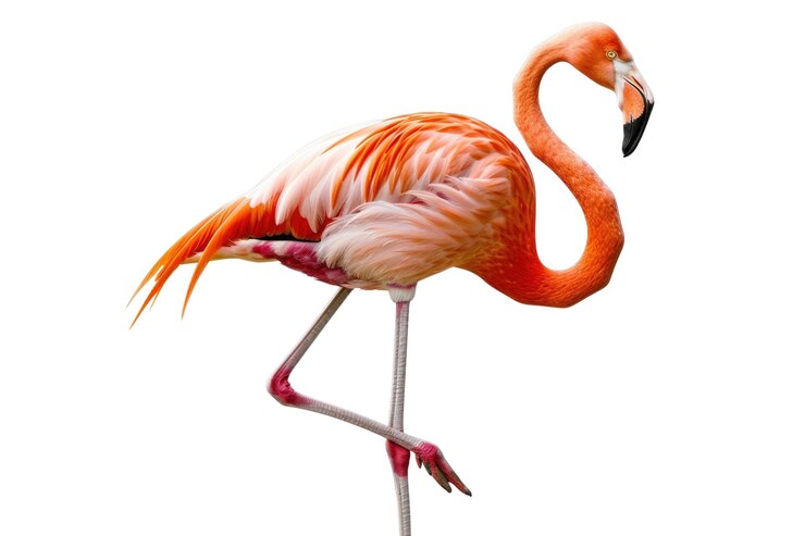 PSD el pájaro flamenco rosado aislado sobre un fondo blanco fotografía de aves de estudio aig57