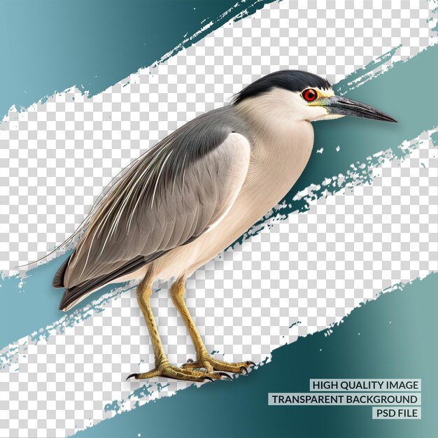 PSD pájaro gaviota fondo transparente png aislado