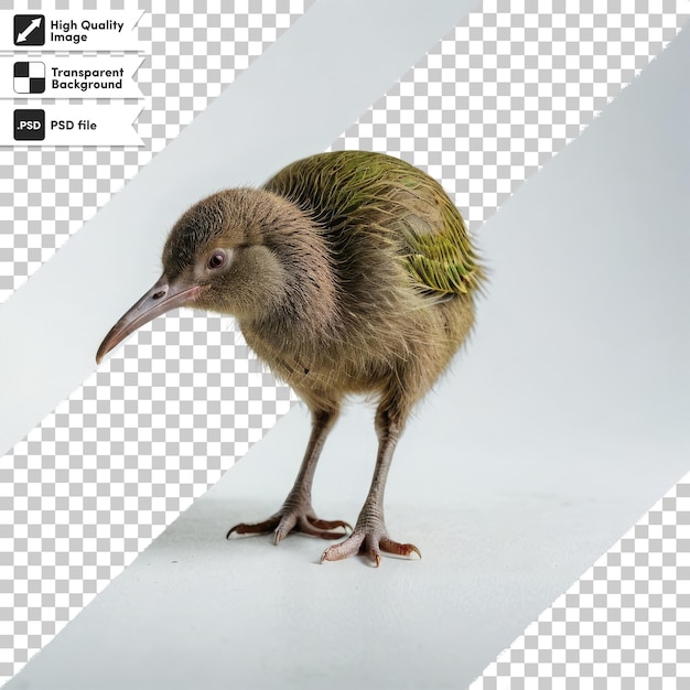 Pájaro kiwi PSD en fondo transparente con capa de máscara editable