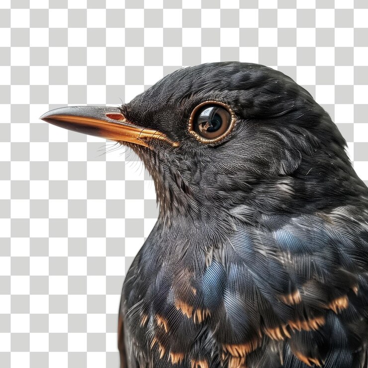 un pájaro negro con un pico amarillo y plumas marrones