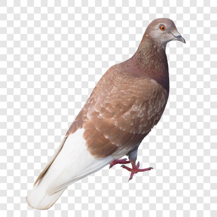 PSD el pájaro paloma de madera es un animal transparente.