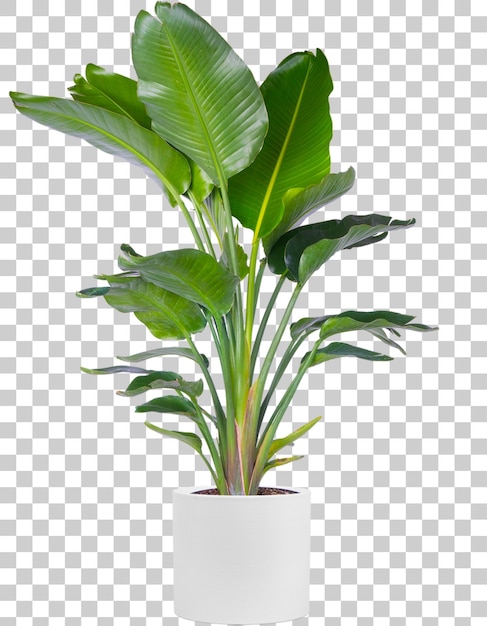 El pájaro del paraíso, planta de interior