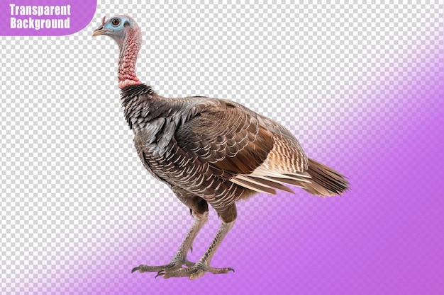 Pájaro pavo aislado sobre un fondo transparente