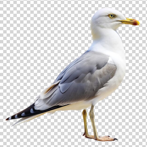 Un pájaro con un pico amarillo de pie en un fondo transparente