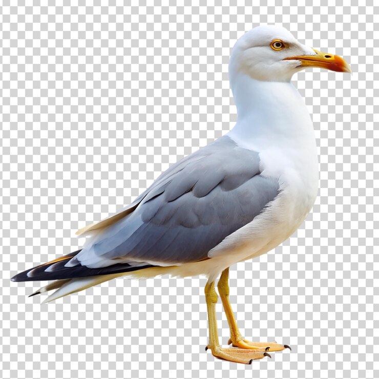PSD un pájaro con un pico amarillo y pies amarillos de pie sobre un fondo transparente
