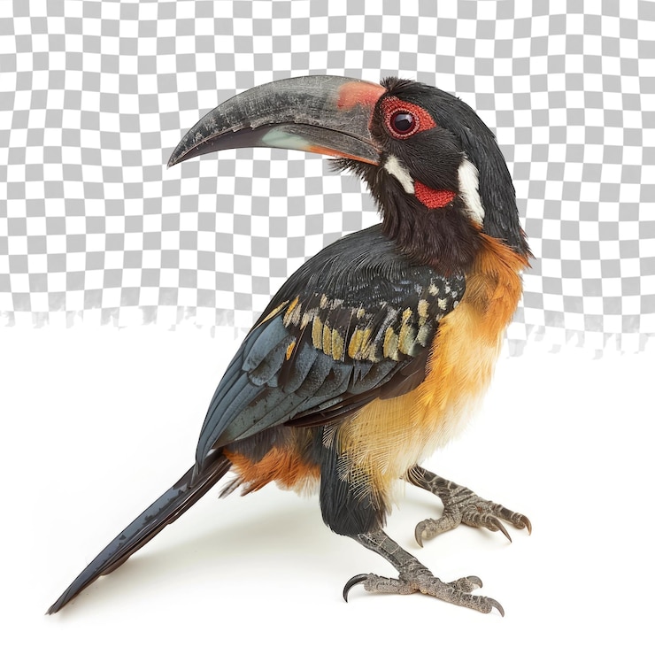 PSD un pájaro con un pico largo se encuentra sobre un fondo blanco