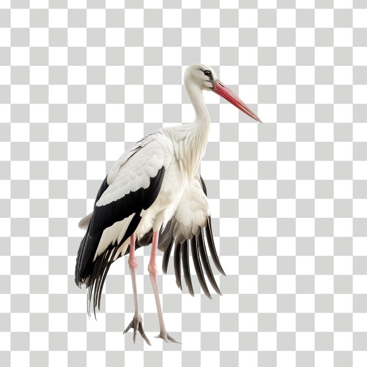 un pájaro con un pico rojo está de pie en un fondo a cuadros